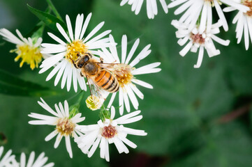 Top view of honey bee on white aster flowers