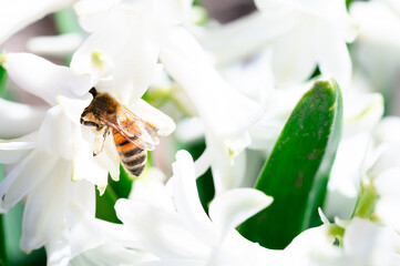 Honey bee collecting pollen and nectar from a white hyacinth flower