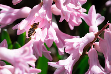 Honey bee flying to light pink hyacinth flower