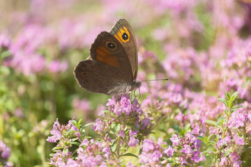 Gatekeeper (Pyronia tithonus) sitting in a sun-drenched forest clearing