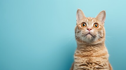 Orange cat looking up with wonder on a blue background. Studio pet portrait with copy space.