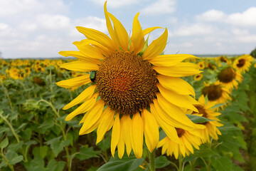 Naklejka premium Sunflowers on sunflower field close-up. Nature