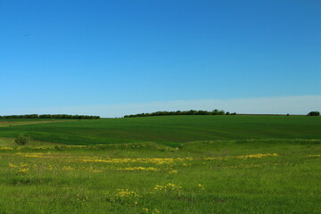 A field of green grass