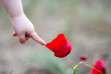 poppy flower, finger