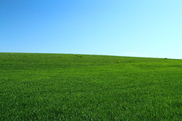 A grassy field with blue sky