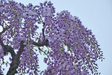 藤棚で綺麗に咲いている紫色の藤