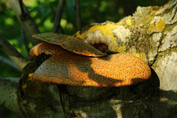 A brown leaf on a rock