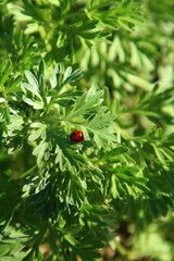 A ladybug on a leafy plant