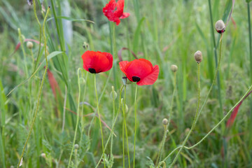 poppy flower, finger