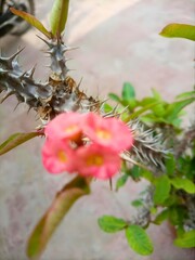 This is Crown of Thorns plant a deciduous, herbaceous, perennial shrub with bright green leaves . The flowers are enclosed within long-lasting and bright bracts of red or yellow.