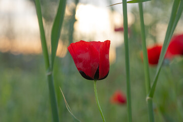 poppy flower, finger