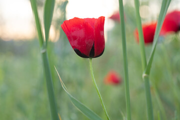 poppy flower, finger