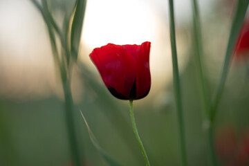 poppy flower, finger