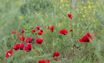 Obraz premium poppy flower, finger