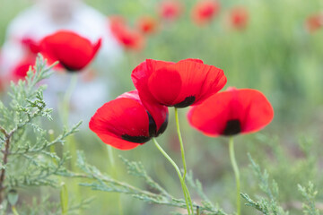poppy flower, finger