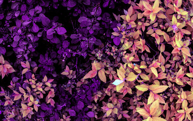 Purple and pink leaves of bush colored in warm colors tones as colorful creative floral botanical...