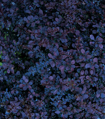 Berberis thunbergii, Japanese purple barberry bush close up, purple leaves as natural botanical...