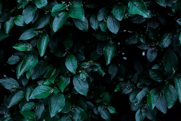Green leaves of evergreen bush close up as dark floral botanical natural background pattern wallpaper backdrop, Cotoneaster lucidus, the shiny cotoneaster, or hedge cotoneaster, medium-sized shrub