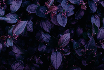 Green leaves of evergreen bush close up as dark floral botanical natural background pattern wallpaper backdrop, Cotoneaster lucidus, the shiny cotoneaster, or hedge cotoneaster, medium-sized shrub