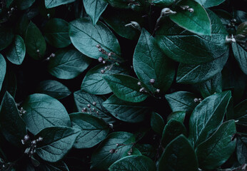 Green leaves of evergreen bush close up as dark floral botanical natural background pattern wallpaper backdrop, Cotoneaster lucidus, the shiny cotoneaster, or hedge cotoneaster, medium-sized shrub