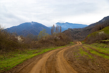 Naklejka premium A forest landscape in spring
