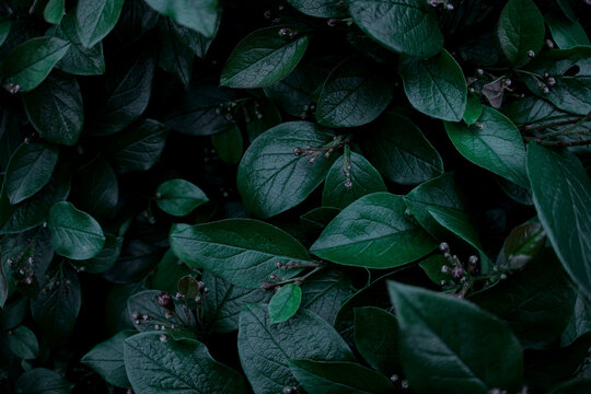 Green leaves of evergreen bush close up as dark floral botanical natural background pattern wallpaper backdrop, Cotoneaster lucidus, the shiny cotoneaster, or hedge cotoneaster, medium-sized shrub - Powered by Adobe