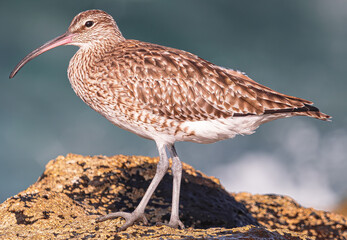 Eurasian curlew, (Numenius arquata),  on rocks with moss during low tide, with sunset light and ...