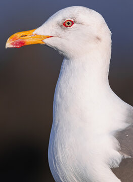 yellow-legged gull, (Larus cachinnans atlantis), head portrait close lateral view, in Tenerife, Canary islands