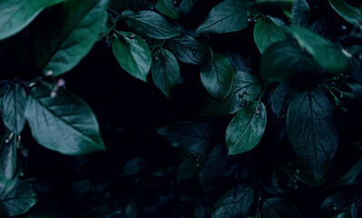 Green leaves of evergreen bush close up as dark floral botanical natural black background pattern wallpaper backdrop, Cotoneaster lucidus, cold coloring shrub