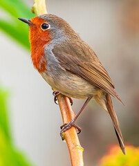 European robin, (Erithacus rubecula superbus), singing perched on a branch with vegetation background, in Tenerife, Canary islands