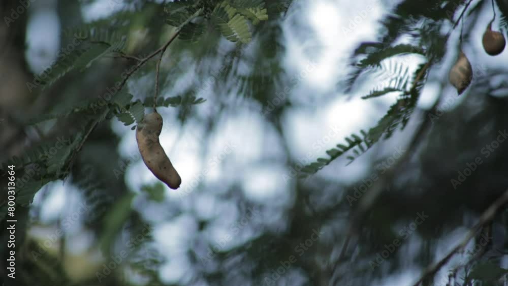 Poster close up static shot of tamarindus fruit pod on tree. shallow focus