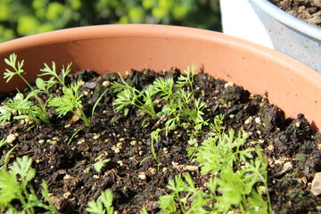 container garden carrot seedlings soil spring
