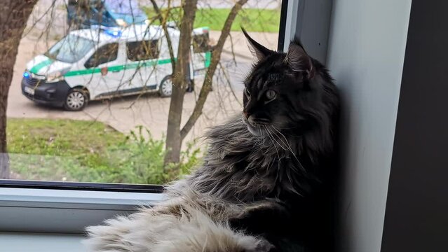 Norwegian Forest Cat Relaxing By The Window Inside The House With View Of Parked Ambulance Outside. closeup, rack focus