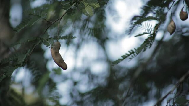 Close up static shot of Tamarindus fruit pod on tree. Shallow focus