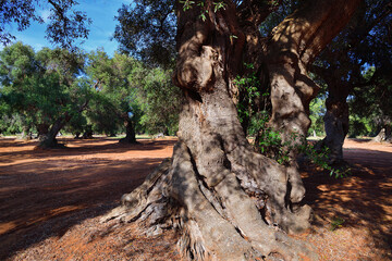 Olivenbäume im Olivenhain in Apulien