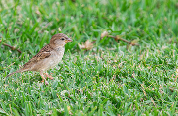 Fototapeta premium Female Spanish sparrow, (Passer hispaniolensis hispaniolensis), on the grass, in Tenerife, Canary islands