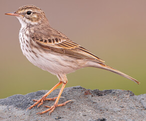 Berthelot's pipit bird, (Anthus berthelotii), standing on a volcanic rock, Tenerife, Canary...