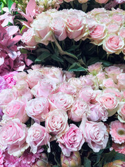 beautiful fresh roses as background, close up. Valentines day