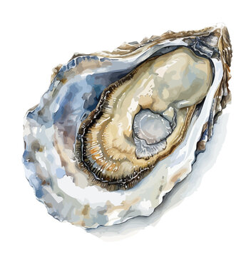 watercolor oyster shell open, white background clip art preview