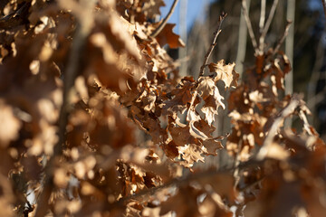 Oak leaves in winter. Yellow leaves. Oak texture.