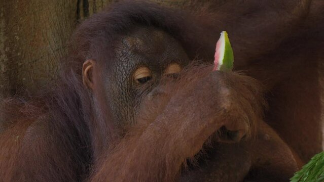 Close-up of an orangutan's face spitting out watermelon seeds while eating.