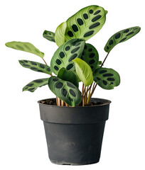 A Maranta leuconeura, also known as the Prayer Plant, with distinctive green leaves with dark splotches, in a black pot.
