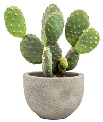 A prickly pear cactus with multiple pads in a speckled white ceramic pot against a black background.
