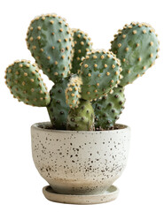 A prickly pear cactus with multiple pads in a speckled white ceramic pot against a black background.
