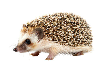 Prickly Spined Mammal on Transparent Background