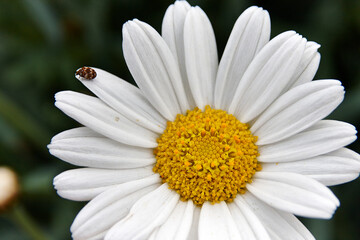 Obraz premium Kleiner Käfer auf Blume