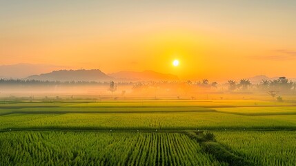 Breathtaking Sunrise Over Expansive Rice Fields Bathed in Golden Glow