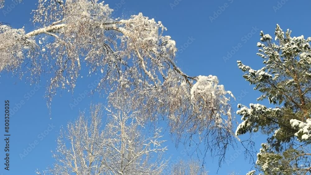 Poster static view of snow falling from a branch. sunny day. slow motion. tip