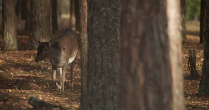 Fallow Deer Or Dama Dama Walking In autumn forest.
