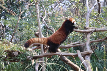  red panda jump